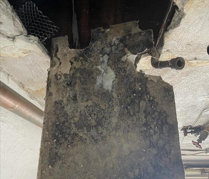 A moldy panel is shown being pulled back from a ceiling.